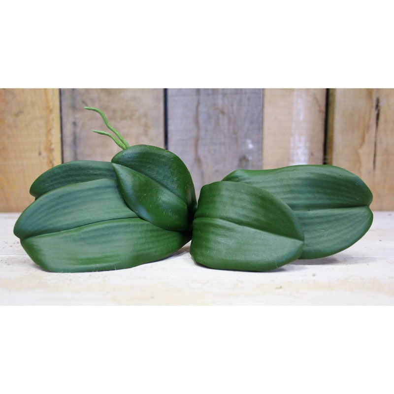 View Phalaenopsis Leaves information