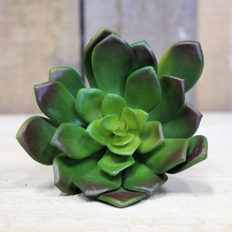 View Succulent Pick 12cm information