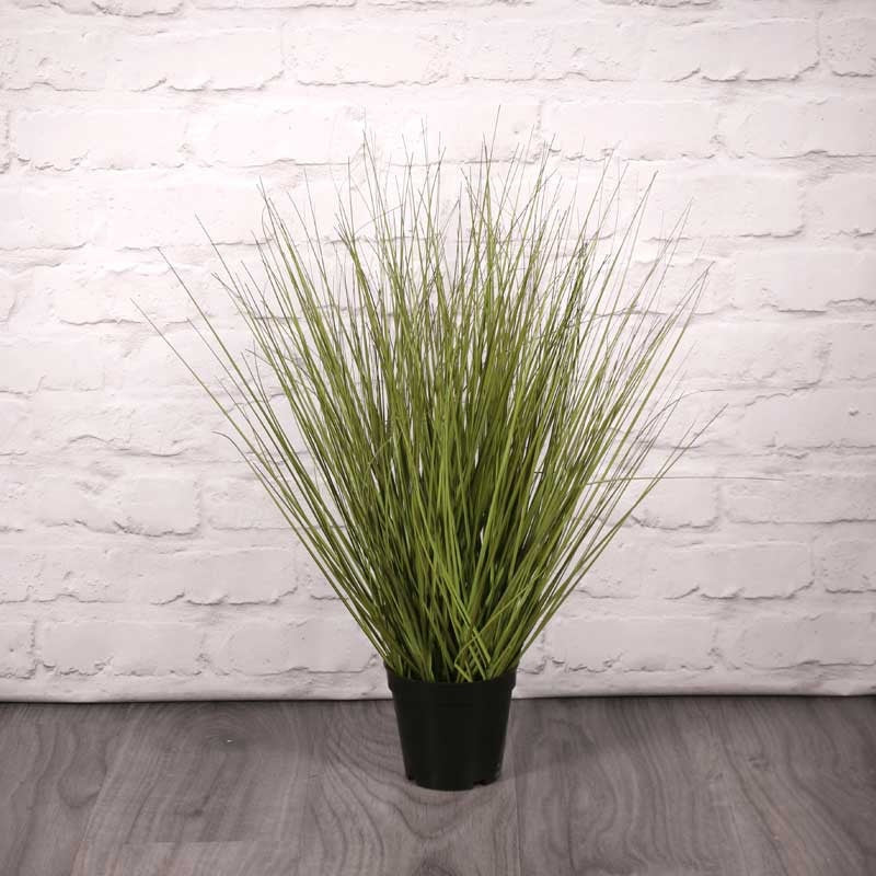 View Festuca Grass Potted 60cm information
