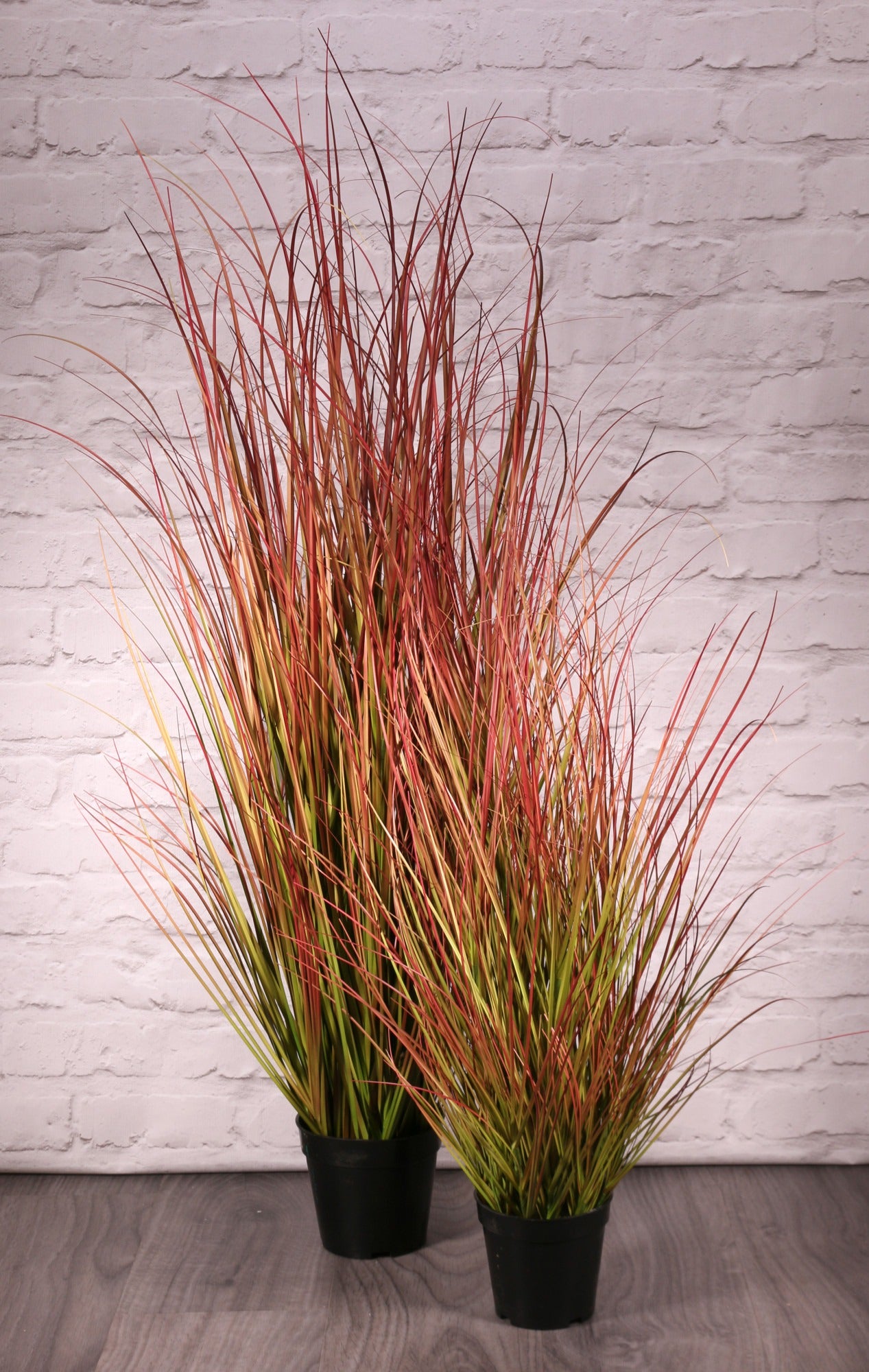View Potted Bronze Stipa Grass 122cm information