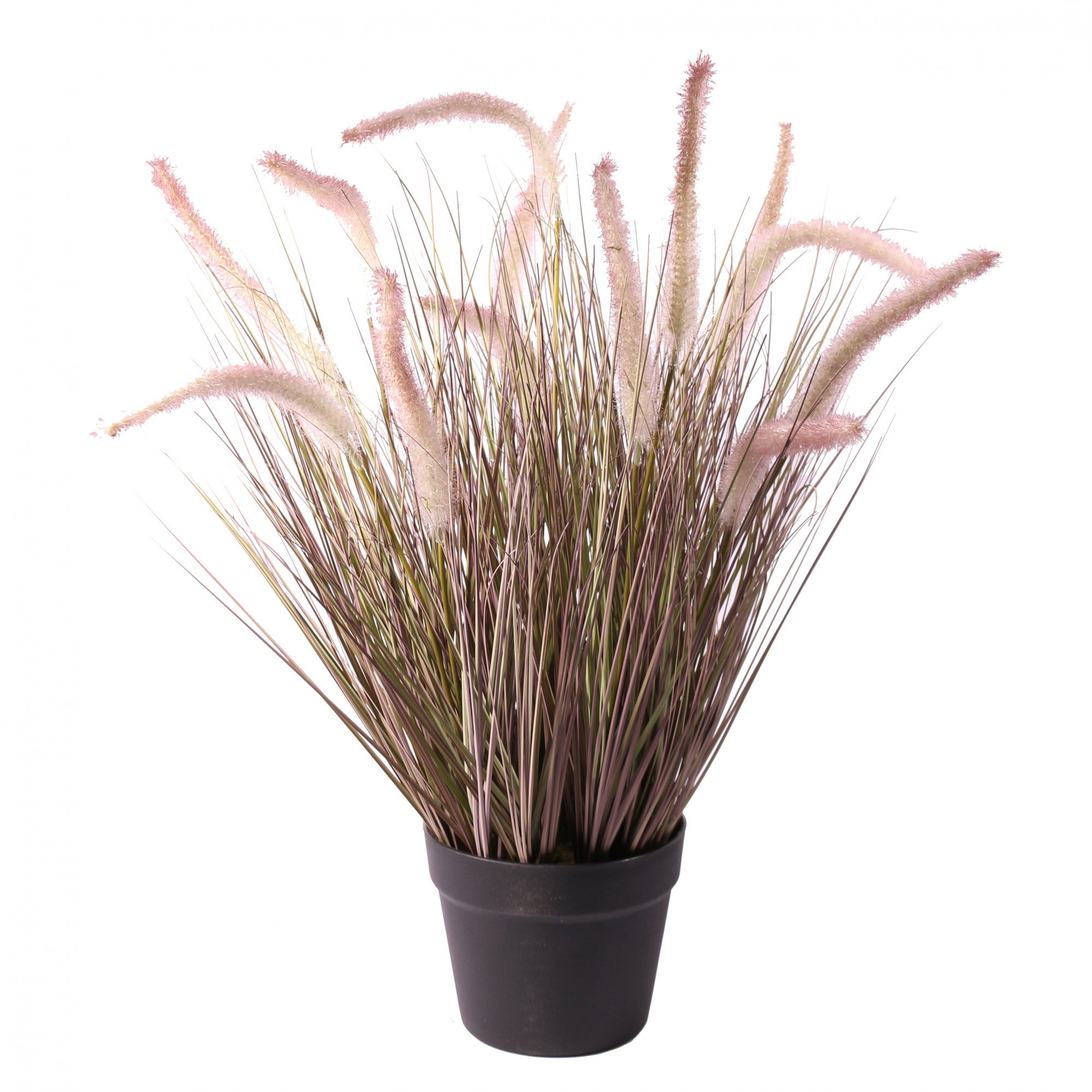 View Potted Pennisetum Grass 60cm information