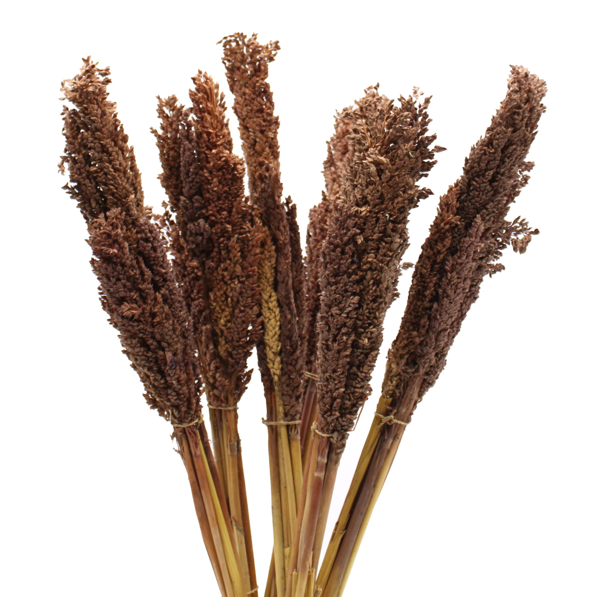 View Cantal Grass Bunch Chocolate information