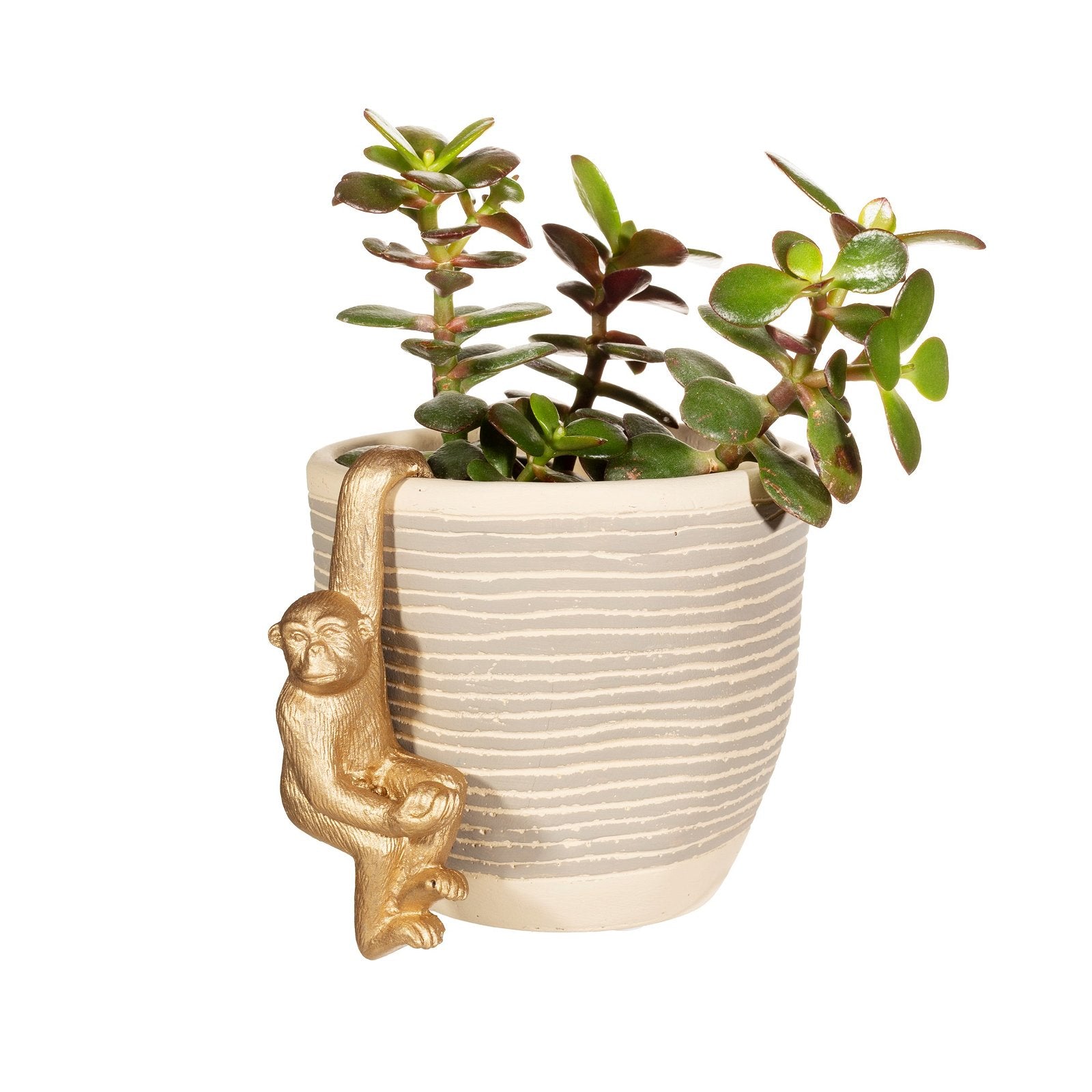 View Golden Monkey Plant Hanger information