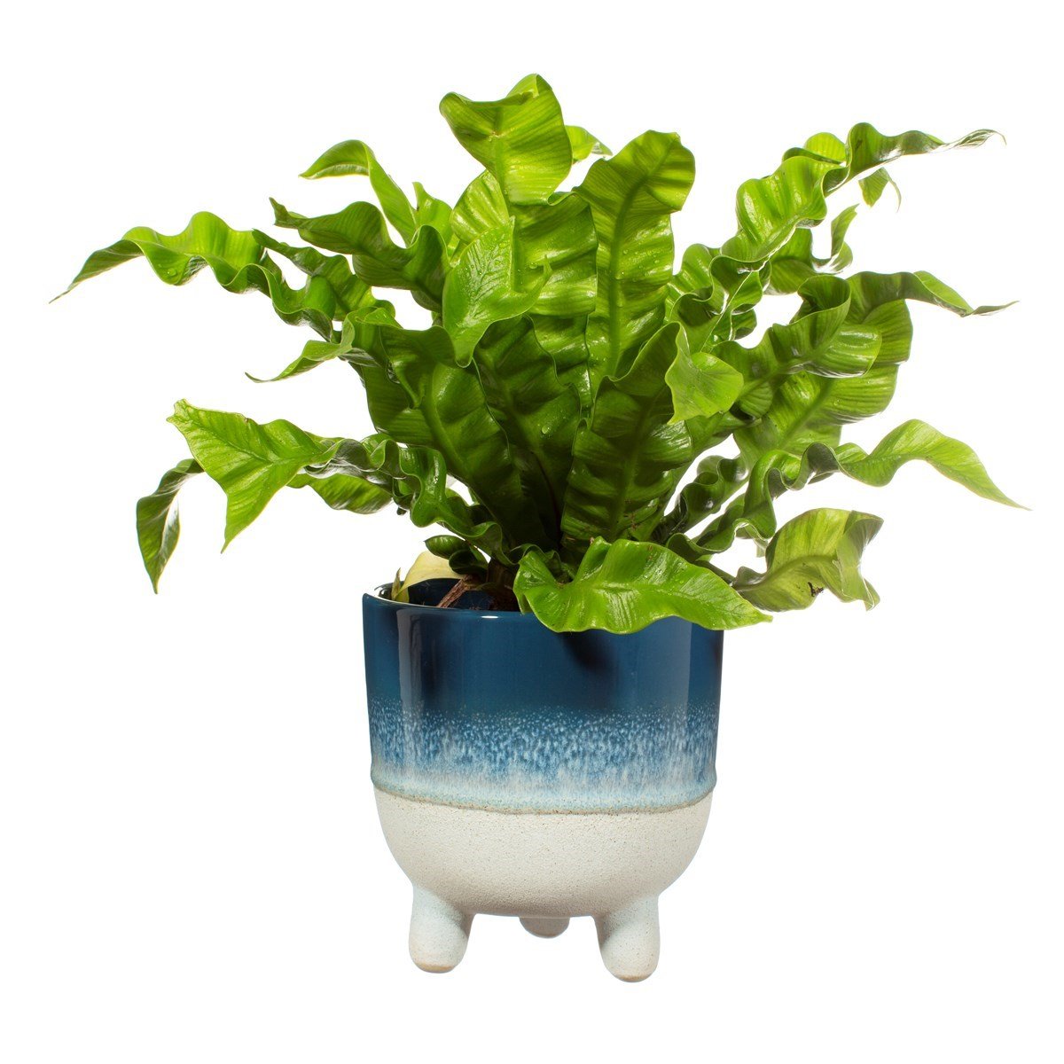 View Mojave Glaze Blue Large Planter information