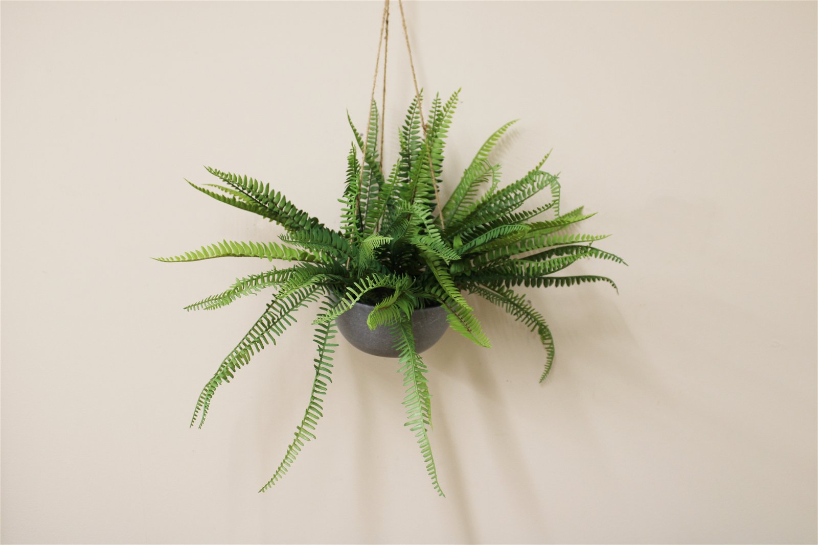 View Hanging Fern In Pot information