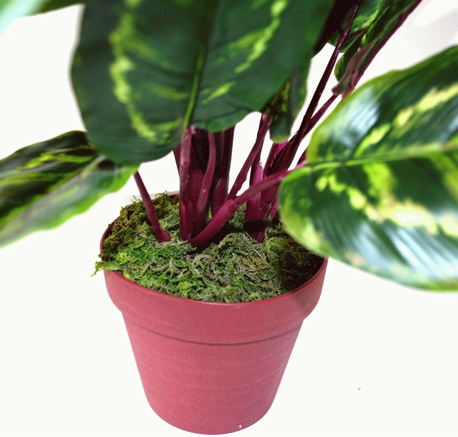 View Artificial Medium 50cm Calathea Veitchiane Plant information