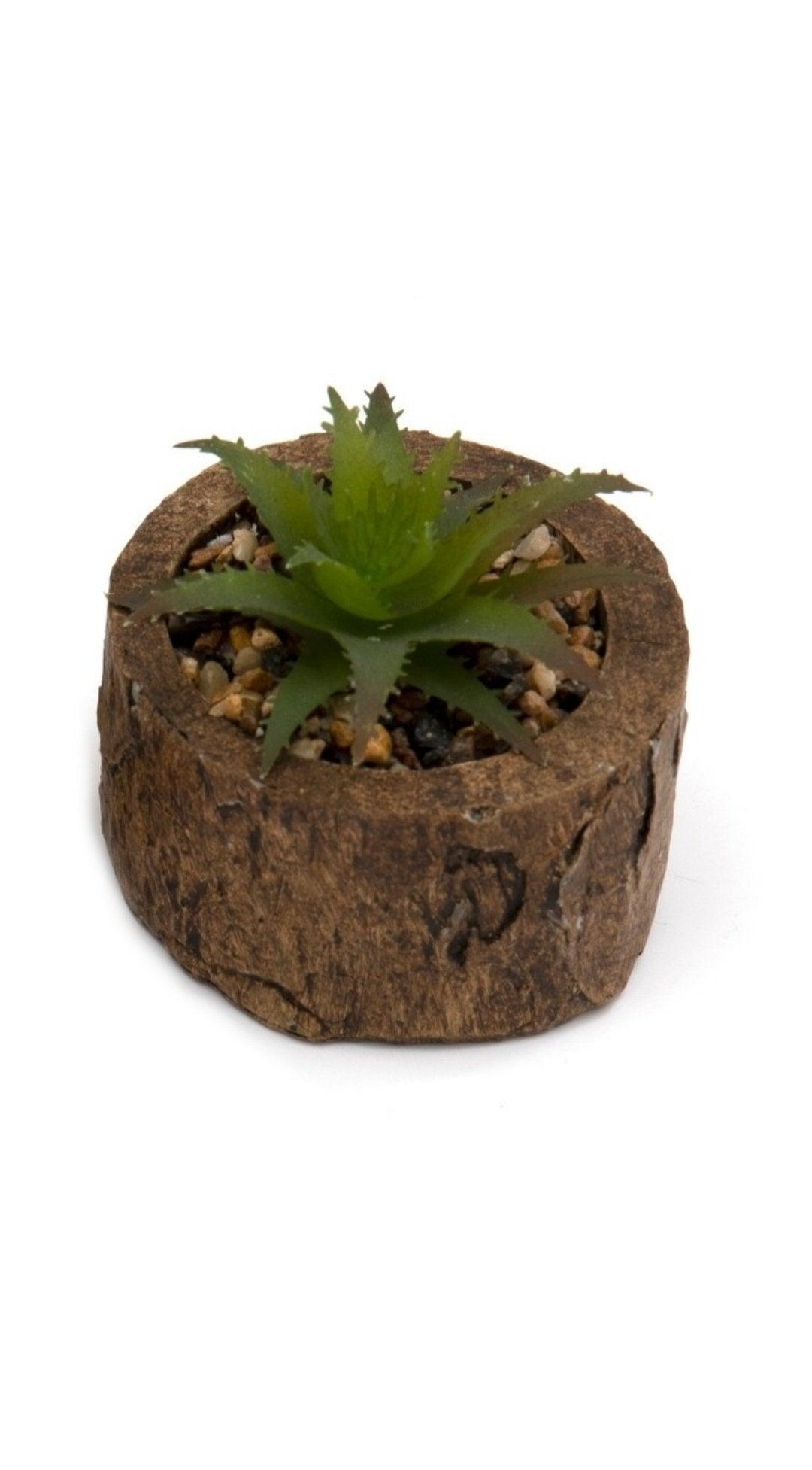 View Bark Effect Pot and Succulent information