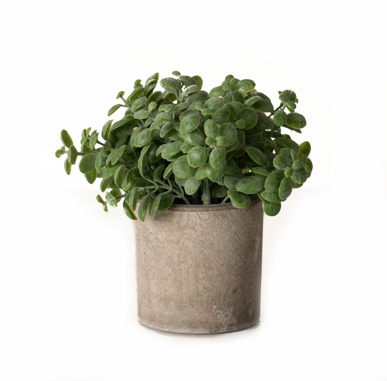 View Basil Plant In Stone Effect Pot information