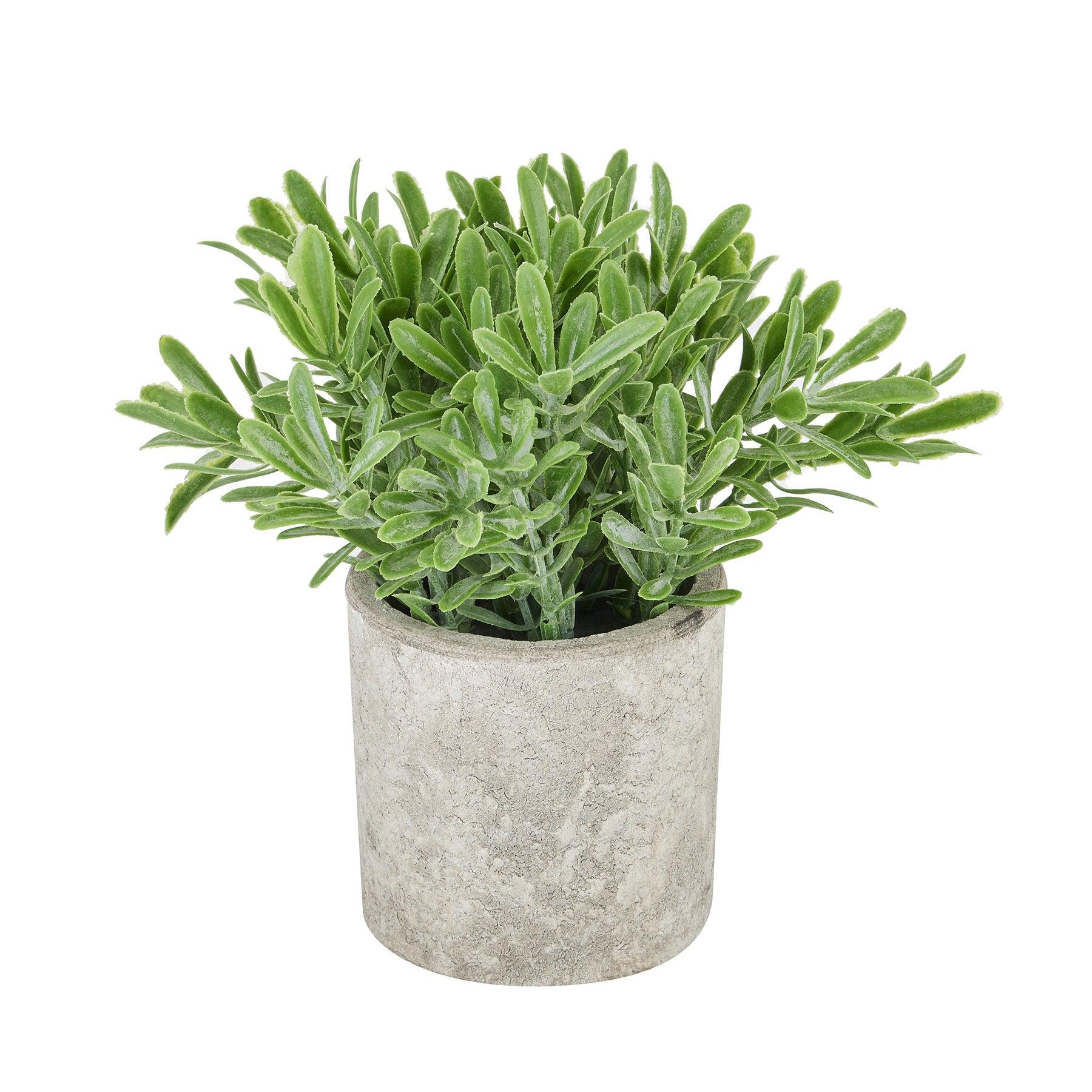 View Buxus Plant In Stone Effect Pot information