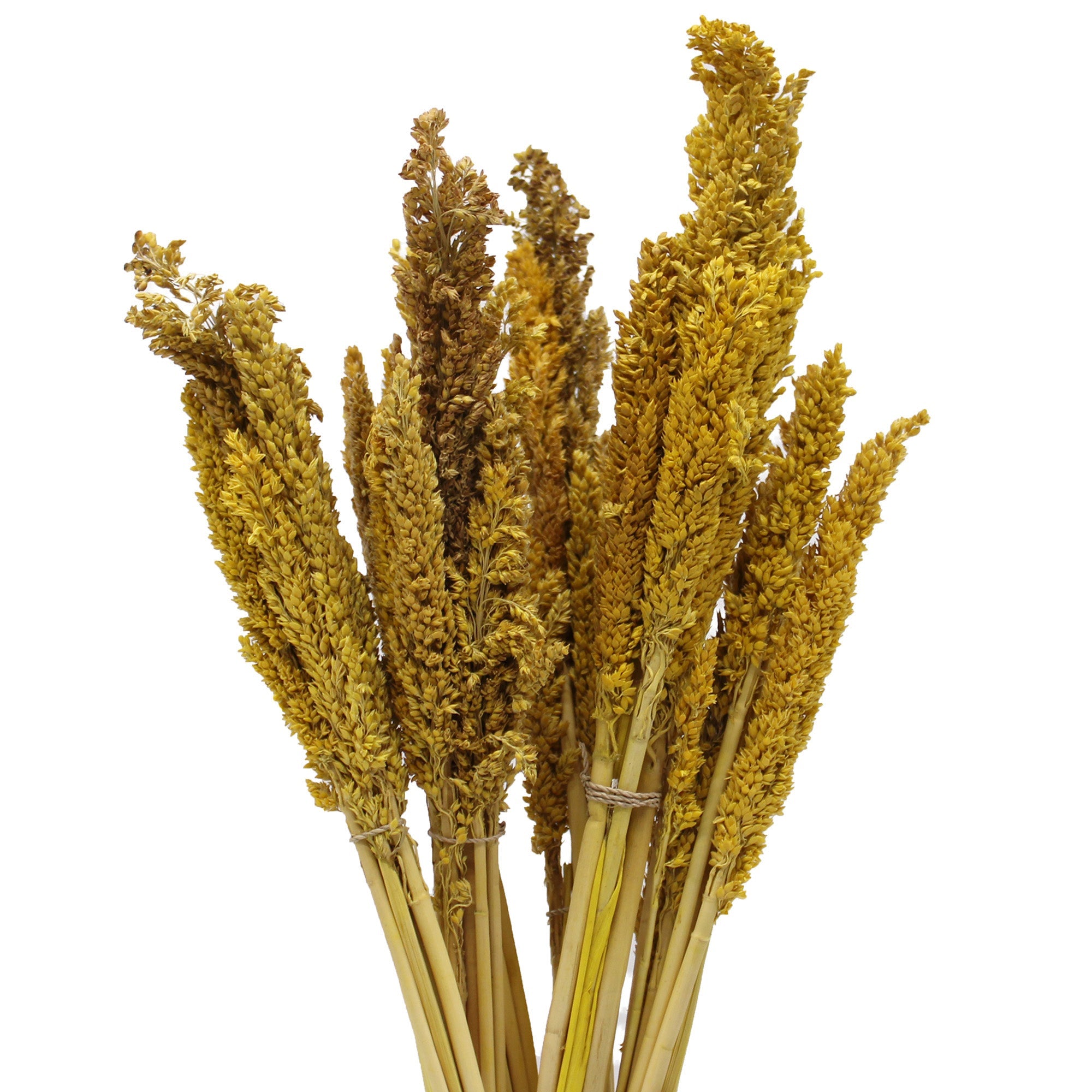 View Cantal Grass Bunch Amber information