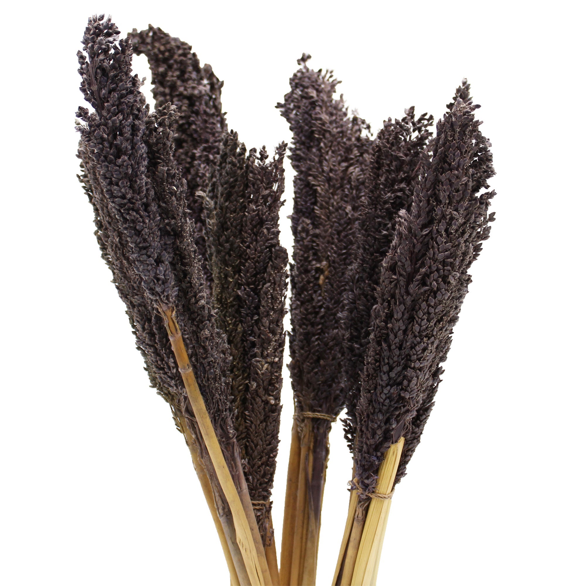 View Cantal Grass Bunch Black information