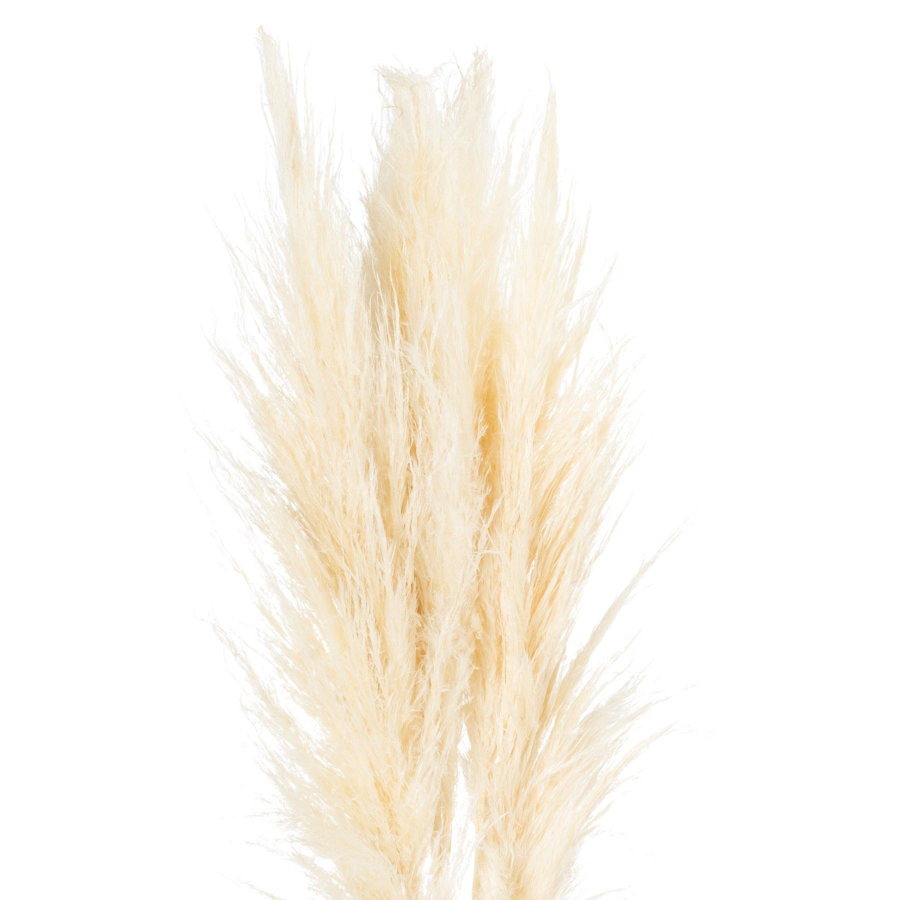 View Cream Pampas Grass Stem information