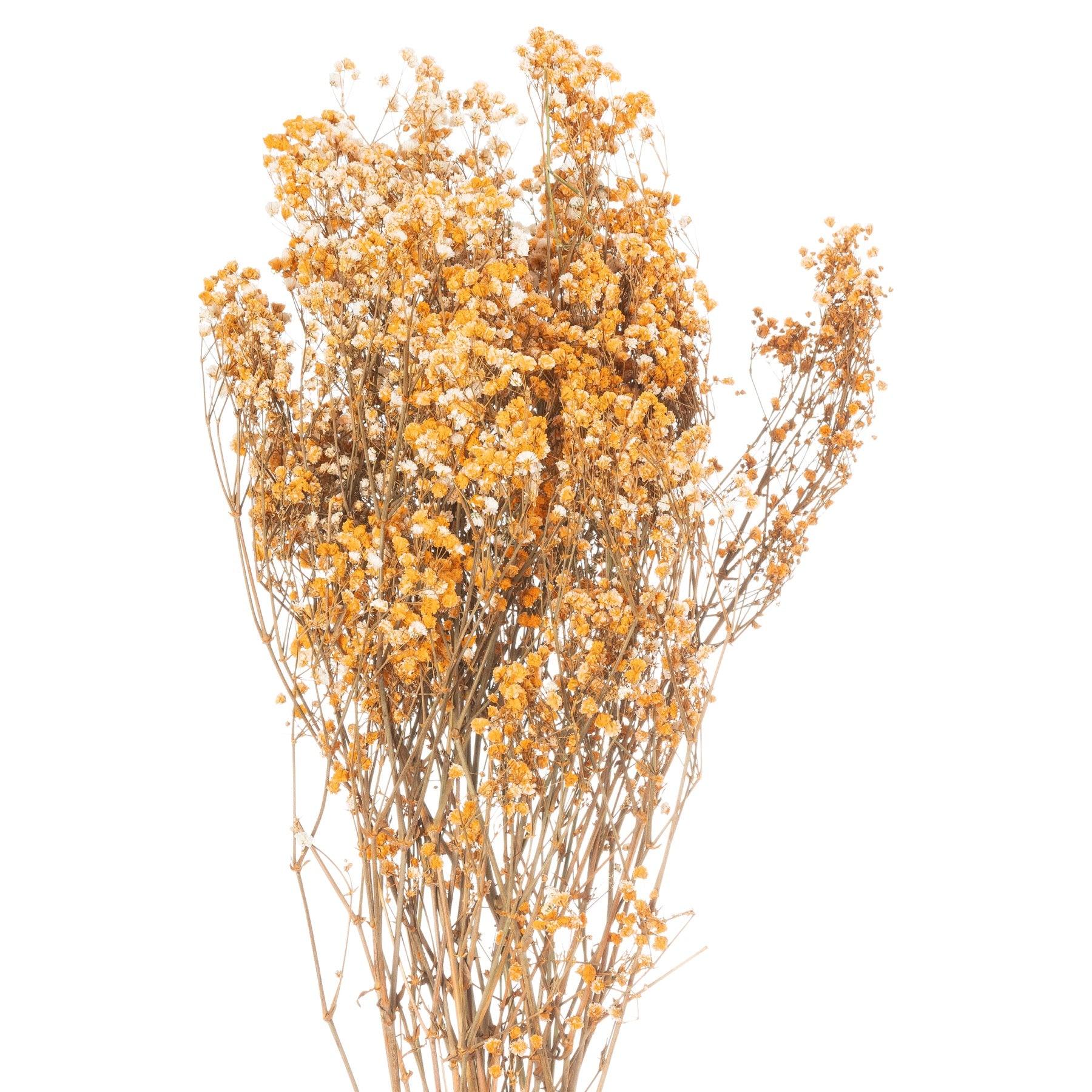 View Dried Orange Babys Breath Bunch information