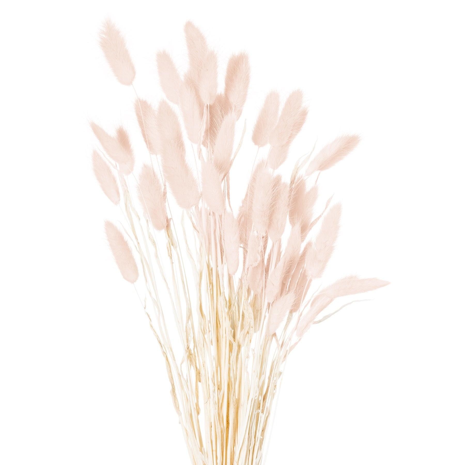 View Dried Pale Pink Bunny Tail Bunch Of 40 information