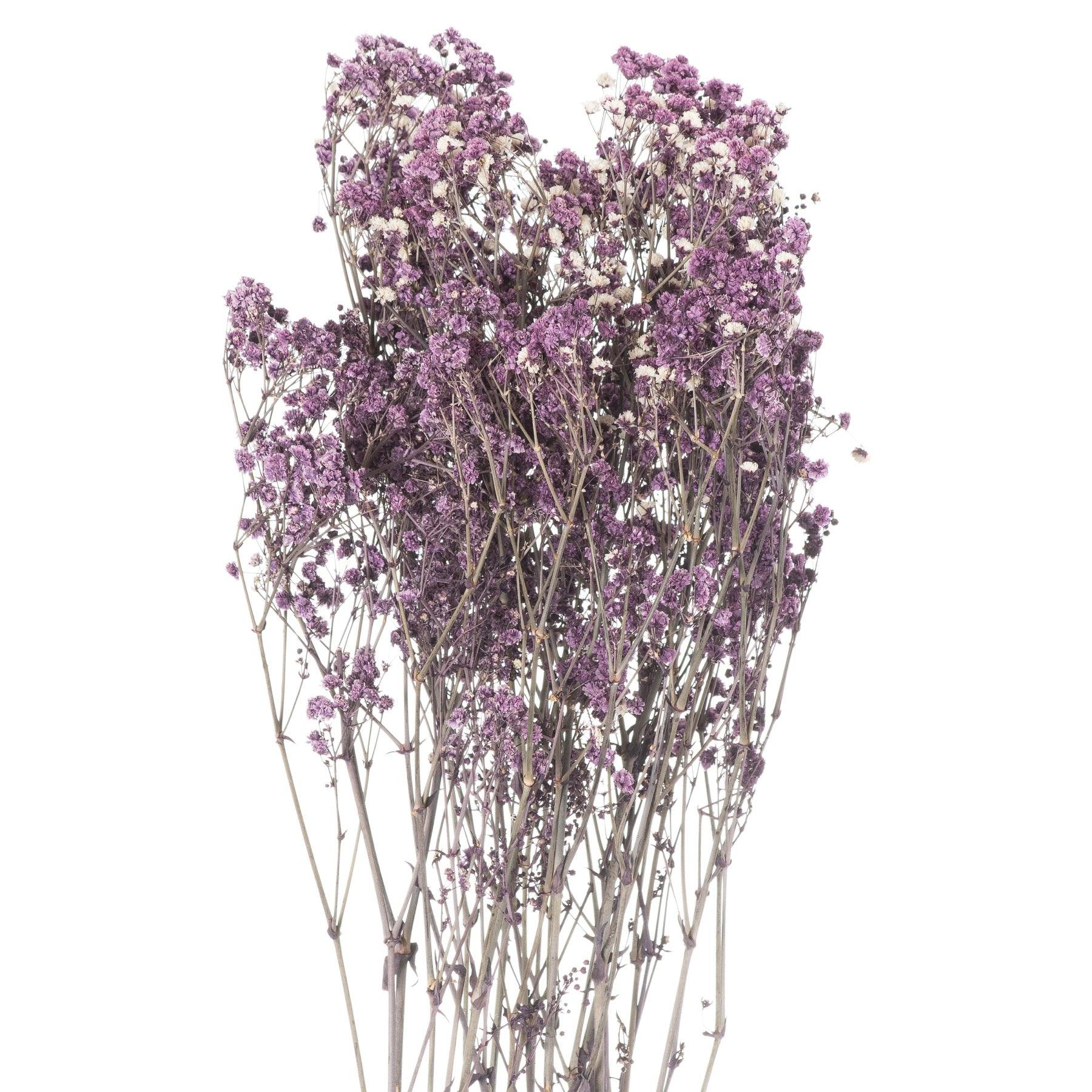 View Dried Purple Babys Breath Bunch information