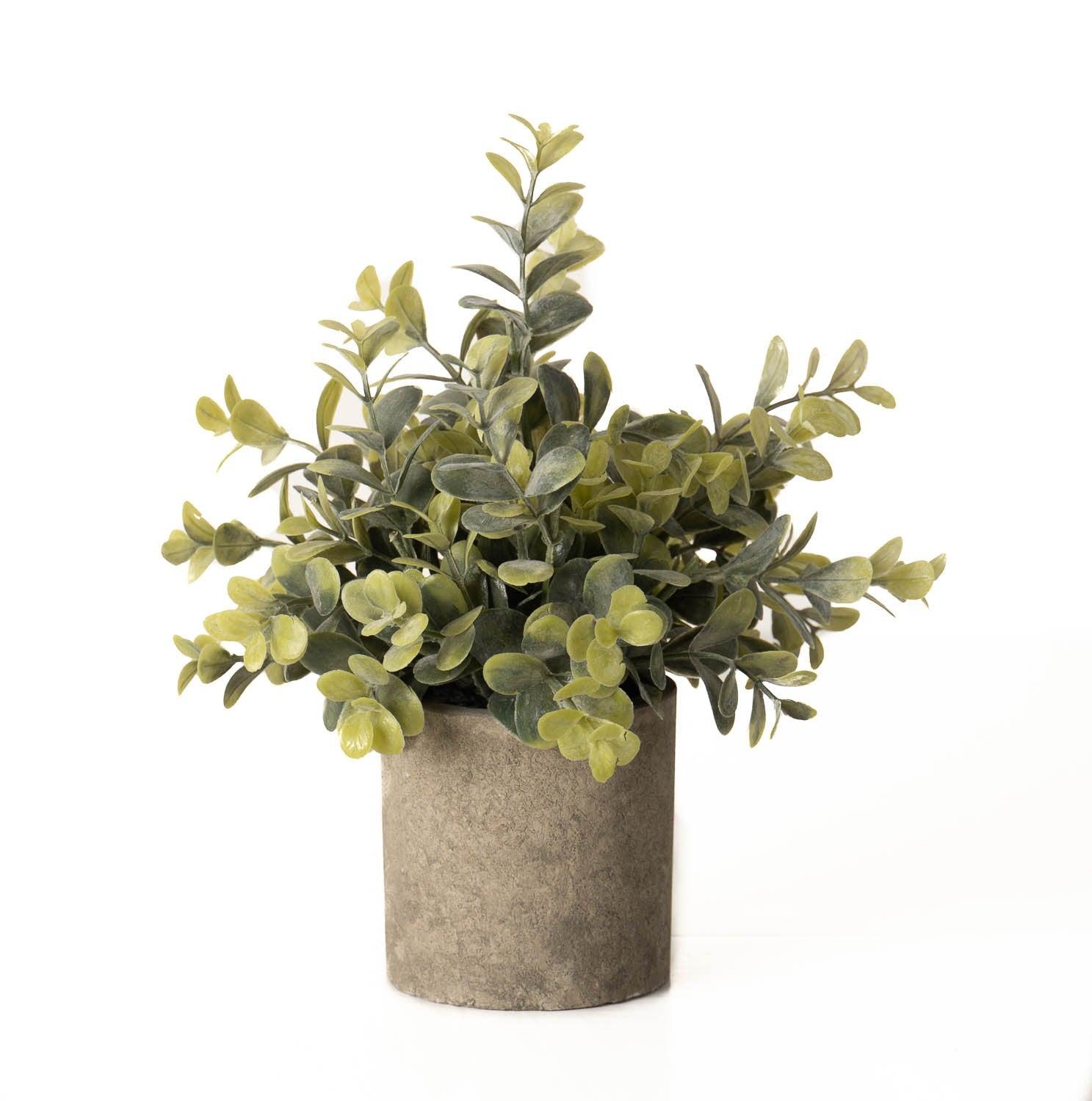 View Eucalyptus Plant In Stone Effect Pot information