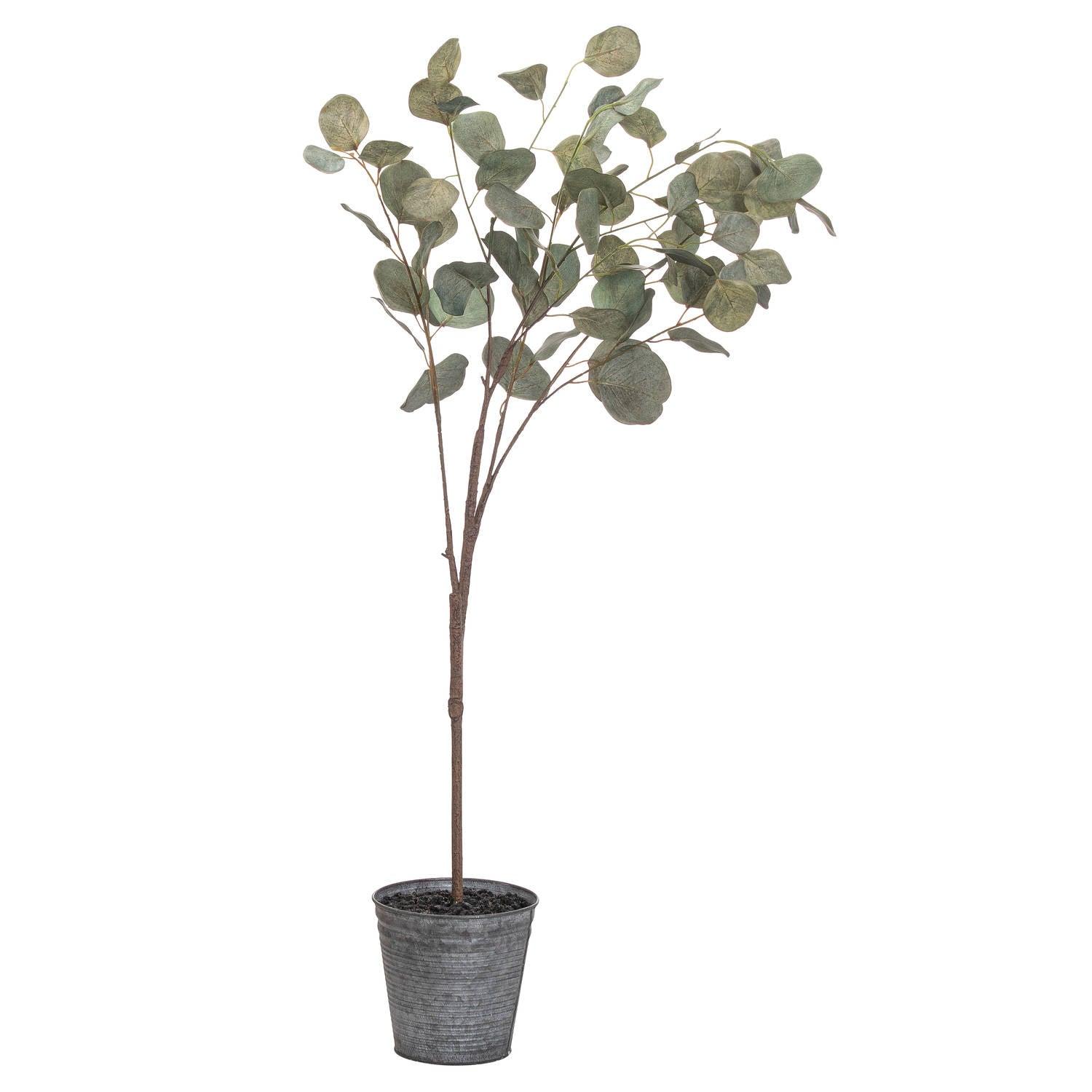 View Eucalyptus Tree In Metallic Pot information