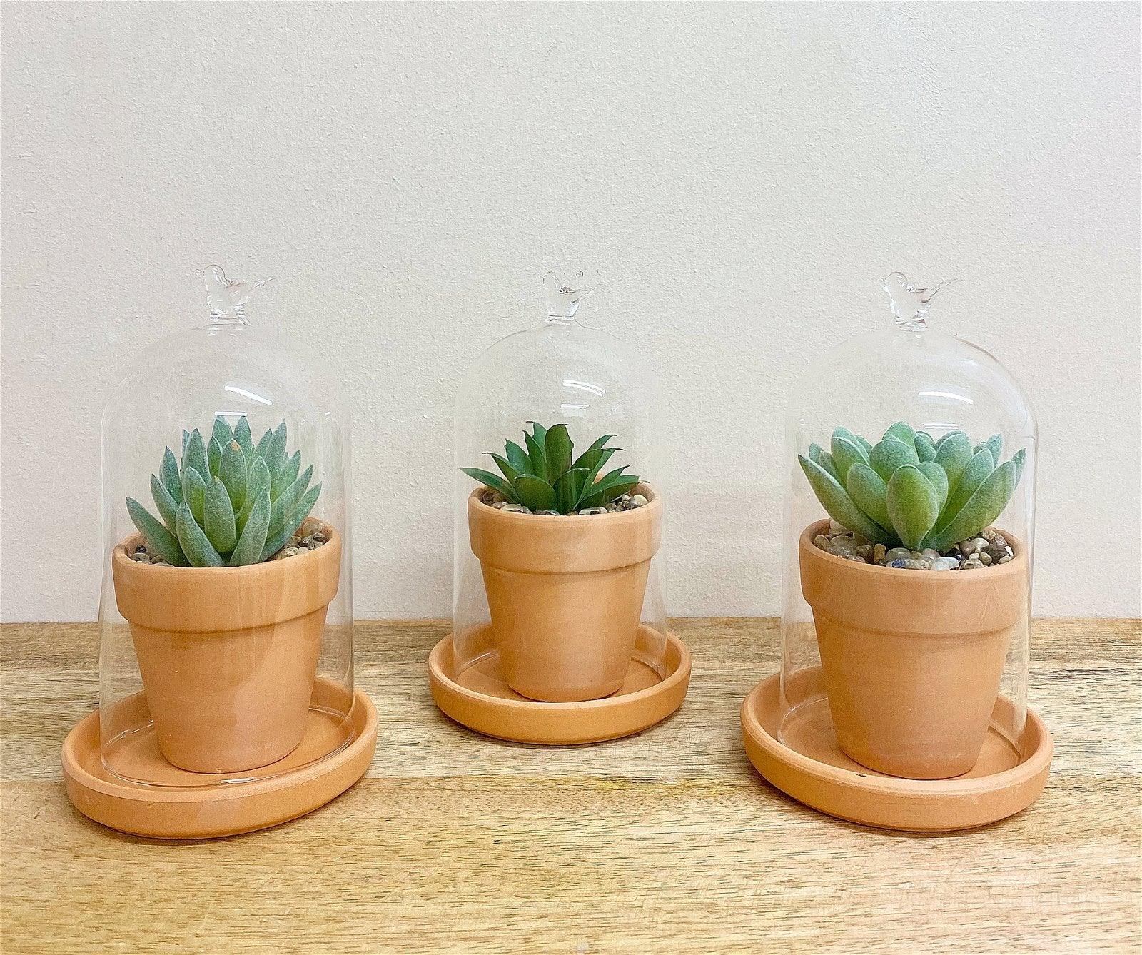 View Faux Succulent In Pot Glass Dome information