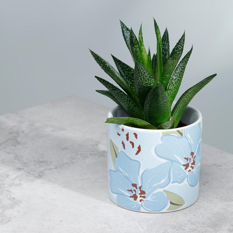 View Florens Rhododendron Ceramic Indoor Plant Pot Small information