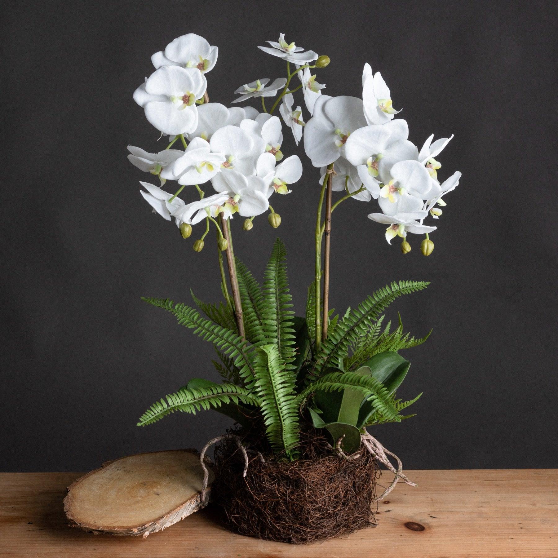 View Large White Orchid And Fern Garden In Rootball information