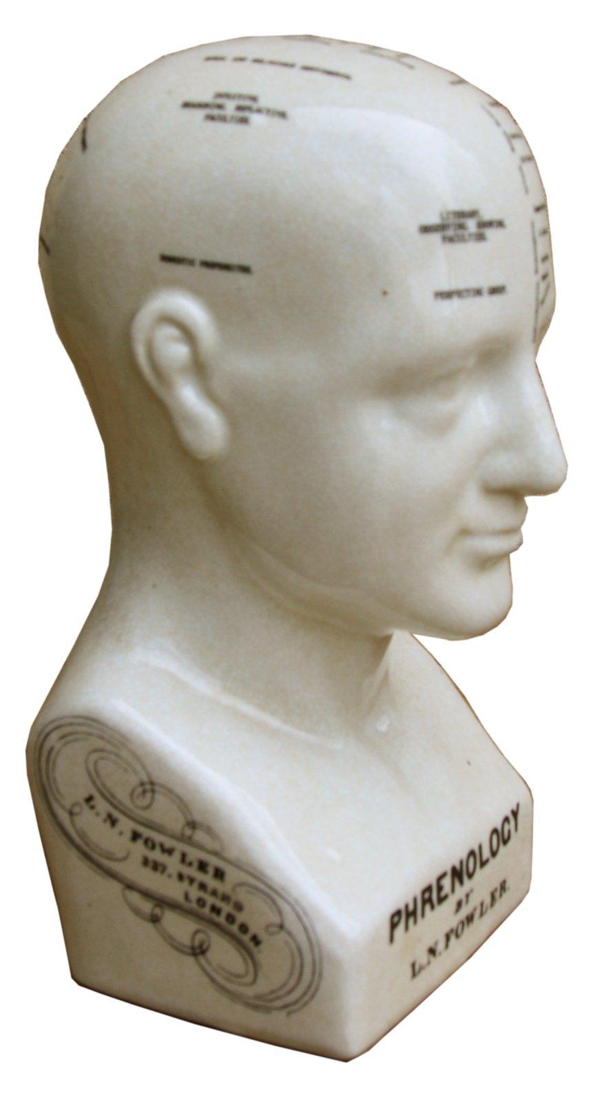 View Medium Ceramic Phrenology Head 25cm information