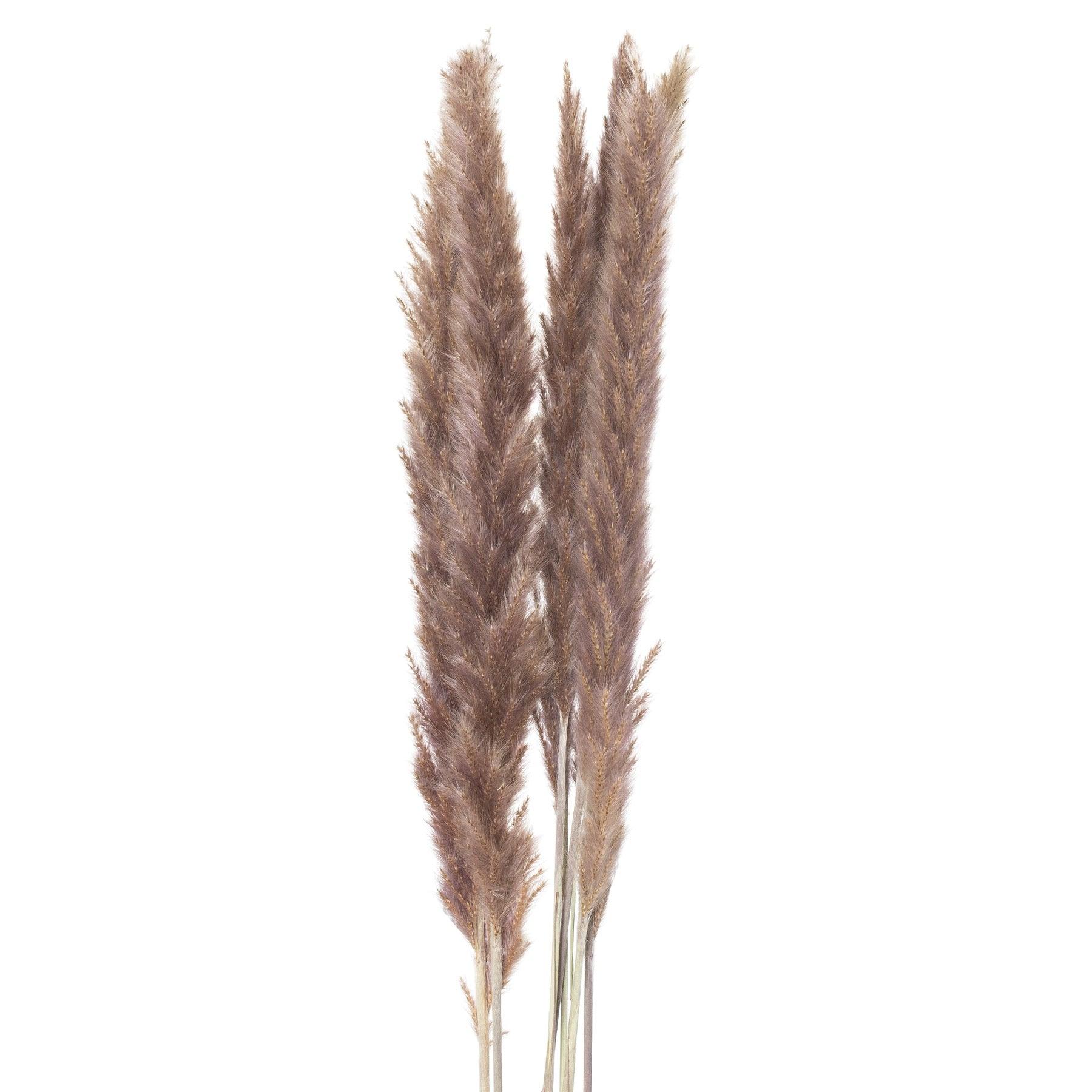View Mini Natural Pampas Grass Bunch of 15 information