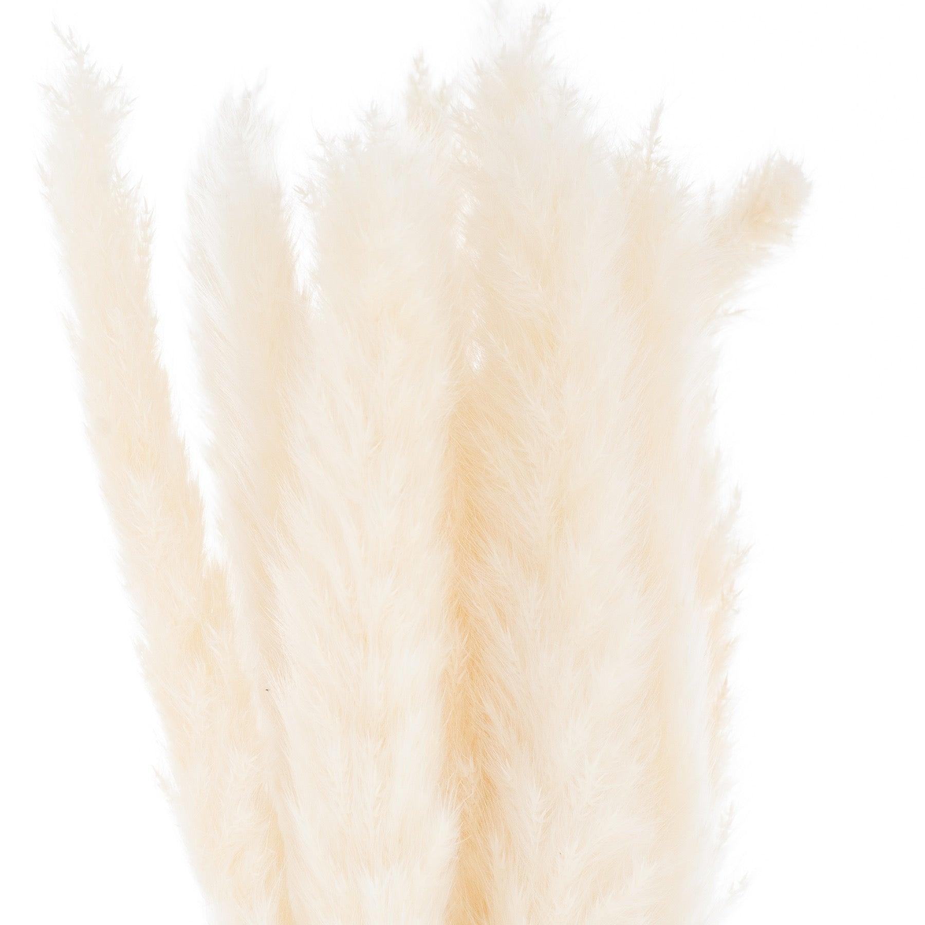 View Mini White Pampas Grass Bunch Of 15 information