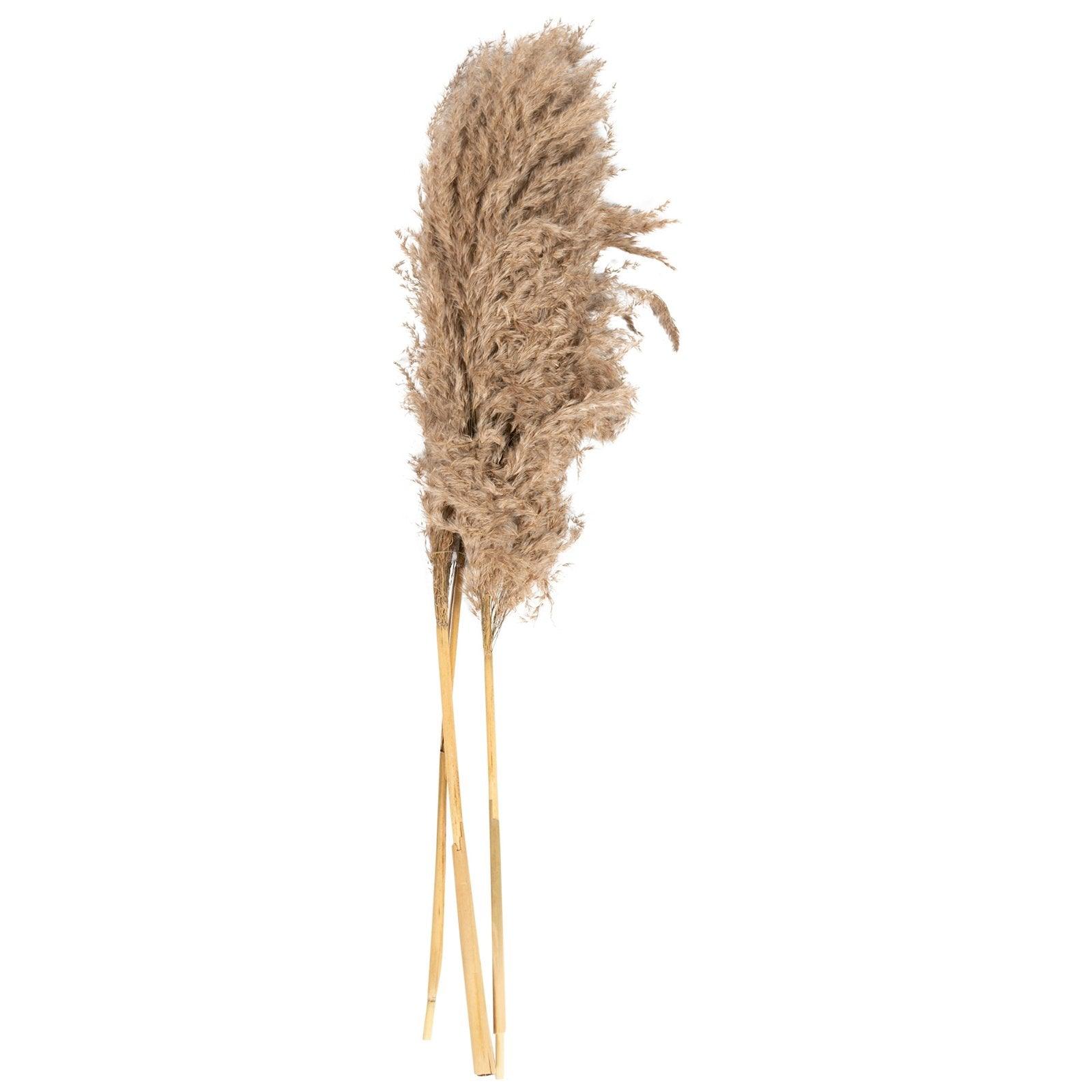 View Naturally Dried Pampass Grass Stem 79cm information