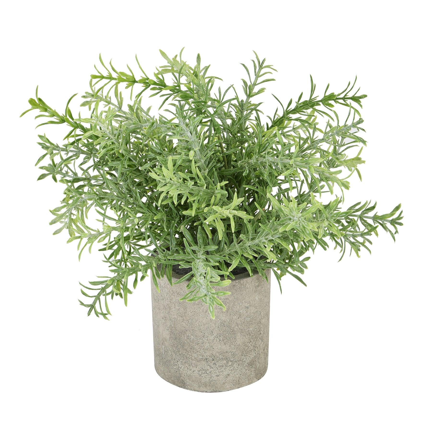 View Rosemary Plant In Stone Effect Pot information
