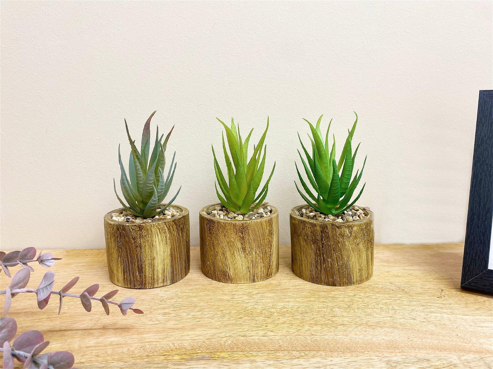 View Set of Three Bark Effect Pot and Succulent information