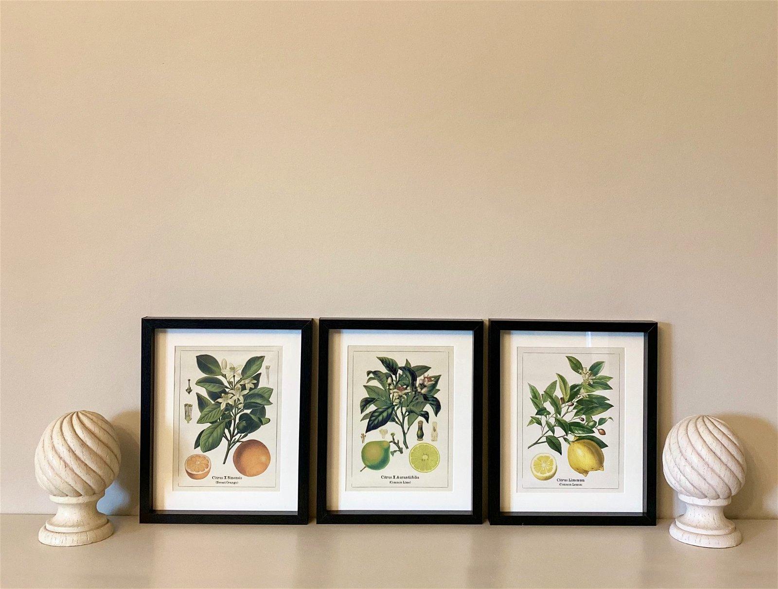View Set of Three Citrus Picture Frames information
