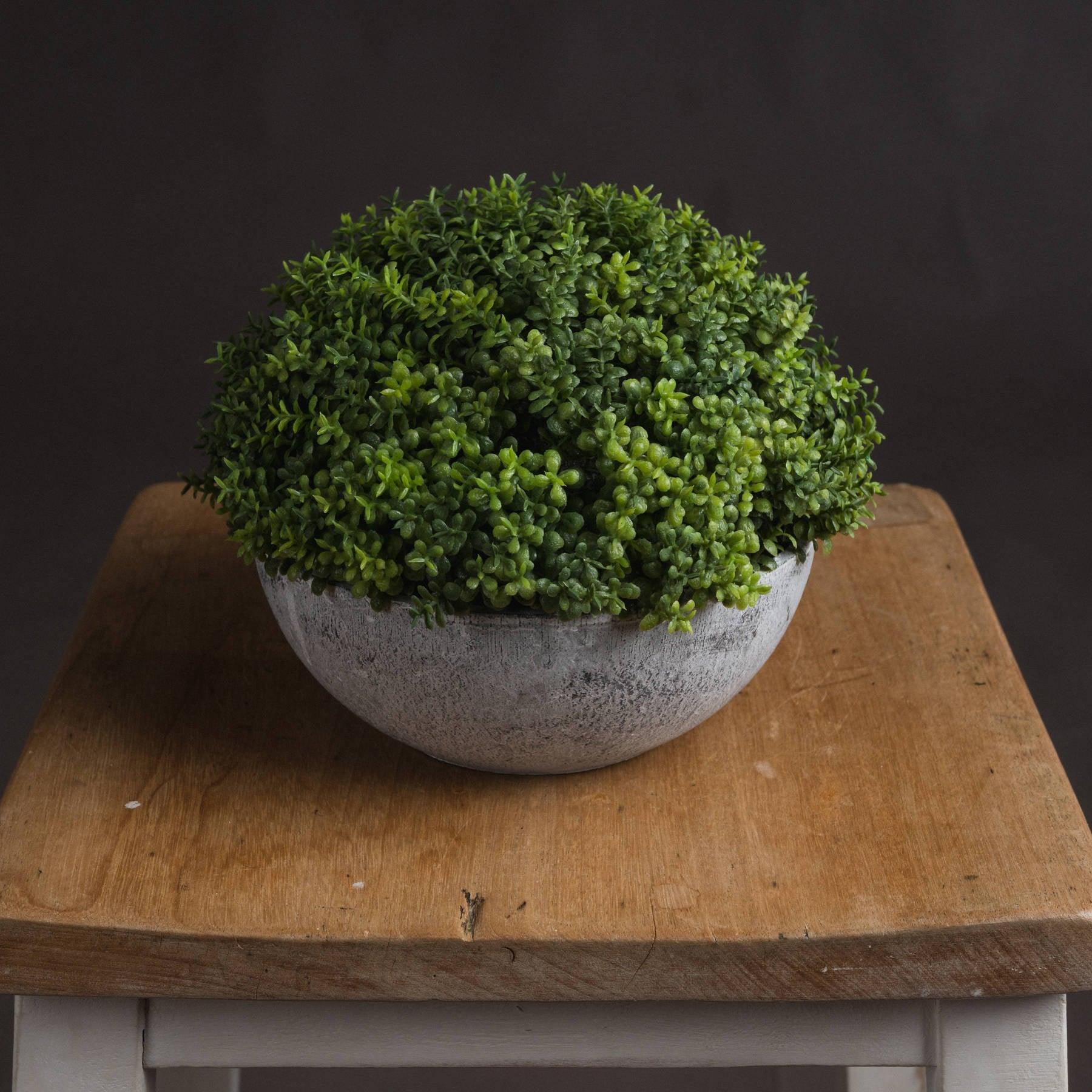 View Small Hebe Globe Pot information