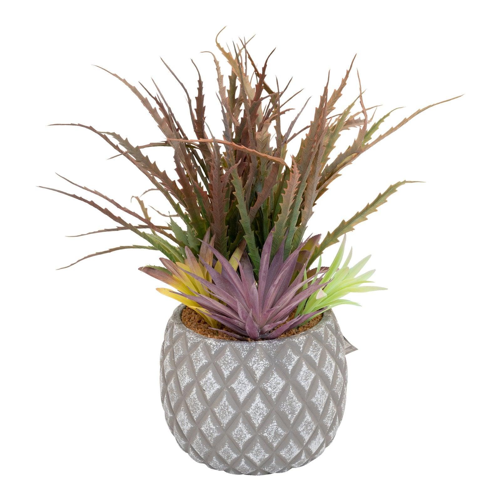 View Succulents in Large Lattice Design Grey Pot information