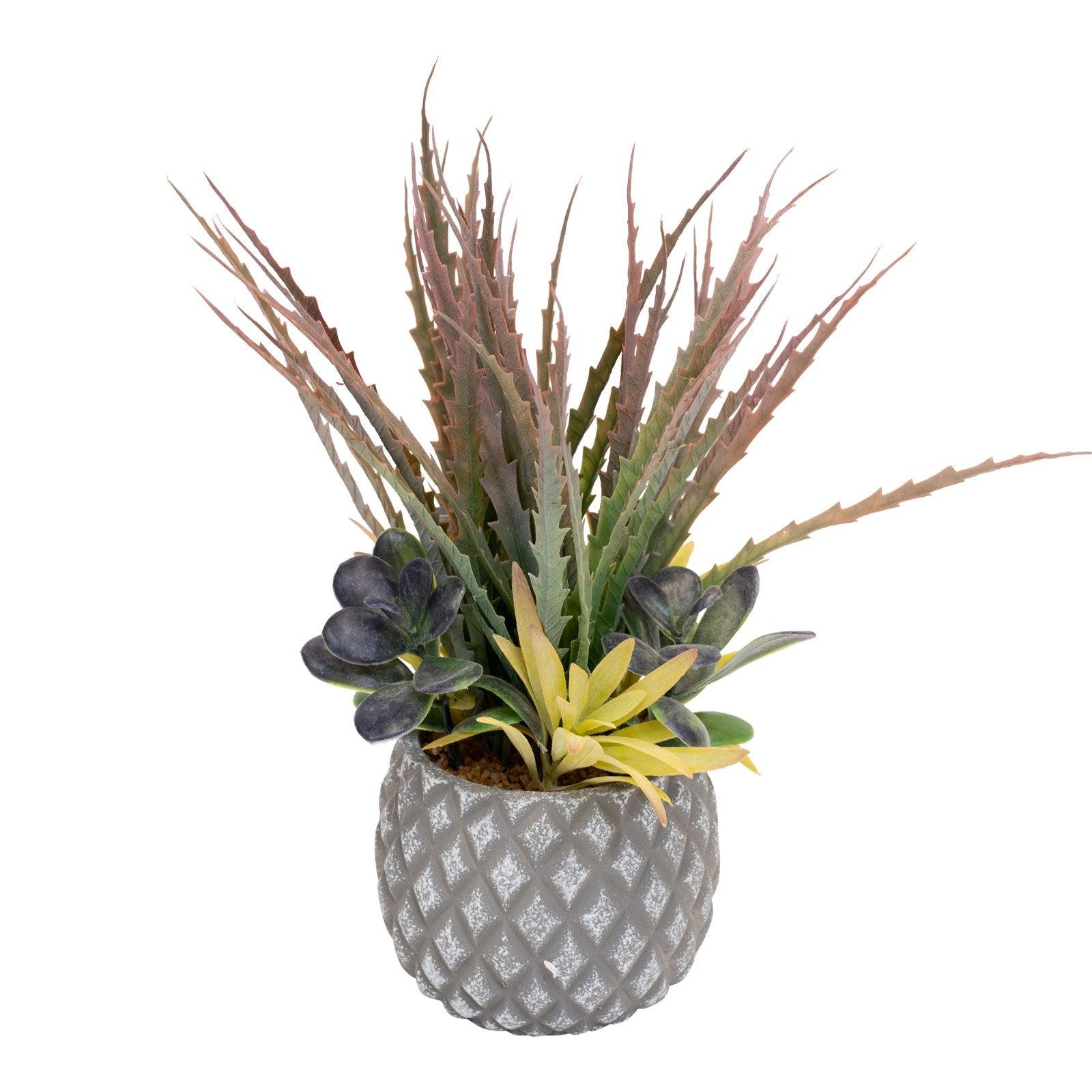 View Succulents in Small Lattice Design Grey Pot information