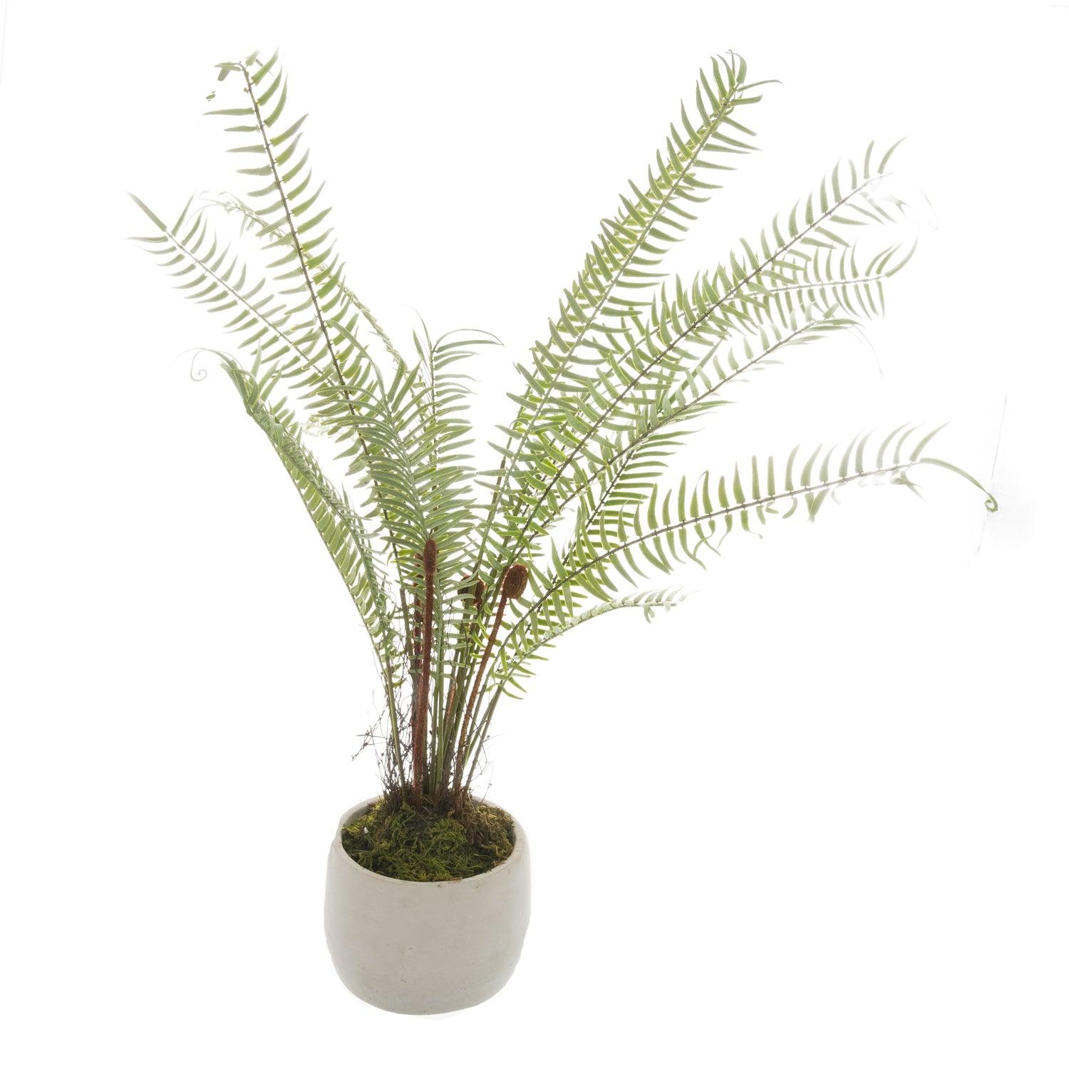 View White Potted Boston Fern information