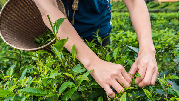 organic farming