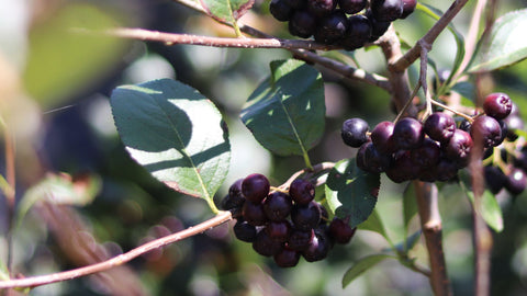 acai berry for face oil