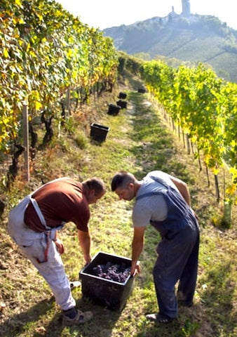 Grape harvest in Piedmont - Babarolo Weinhandel GmbH