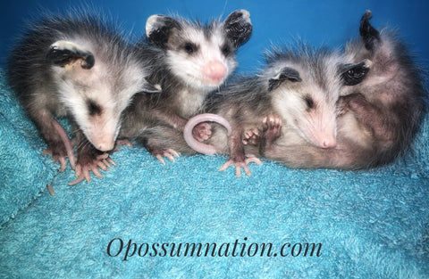 Opossum