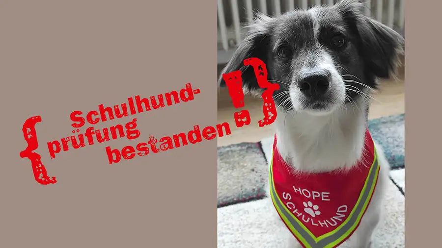 schulhund-hope