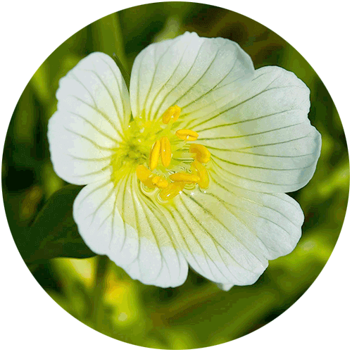 Limnanthes Alba seed oil