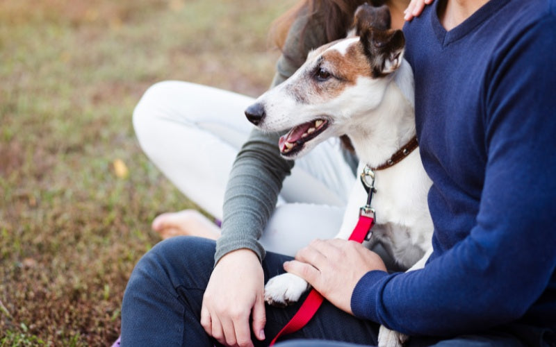 Better Alternatives to Leather Collars for Dogs - Pet Super Market