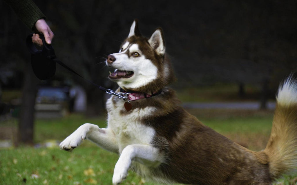 Essential Exercises for Huskies - Combating Boredom and Pent-Up Energy - Pet Super Market