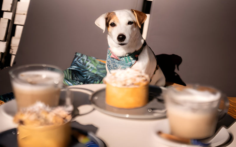 Health and Safety Precautions for Pet Menus - Pet Super Market