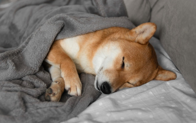 Personal Preferences and Comfort in Your Dog's Sleeping Habits - Pet Super Market