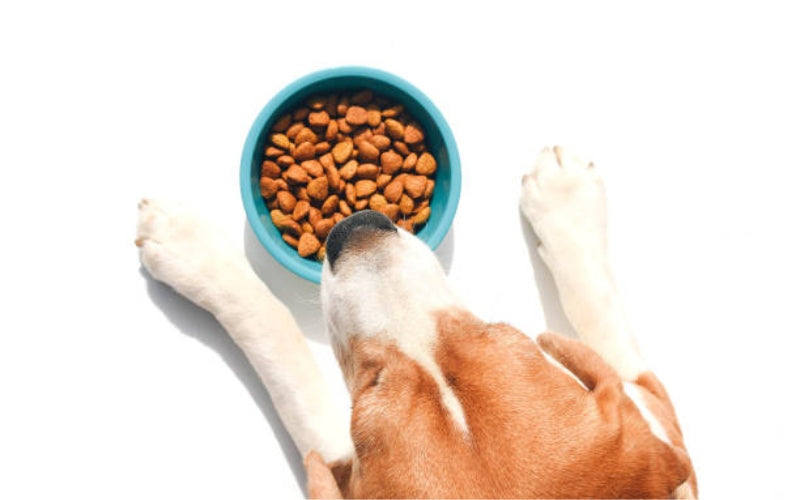 Safe Alternatives to Onion Rings for Dogs - Pet Super Market