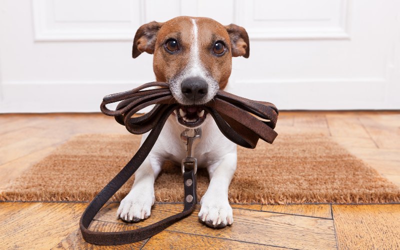 Selecting the Right Leather Collar for Your Dog - Pet Super Market