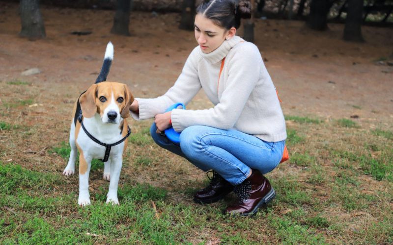 Specialized Boarding Facilities for Aggressive Dogs - Pet Supermarket