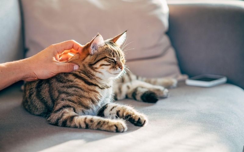 Steps to Take If Your Cat Shows Mobility Issues Post-Gabapentin - Pet Supermarket