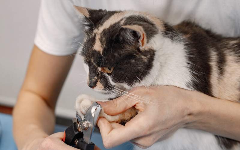 Tips for Successful Nail Trimming at Home - Pet Supermarket